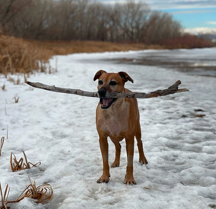 Gift of Ruby’s Journey